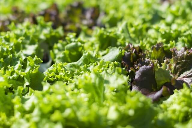 植物工場で栽培される機能性野菜の例