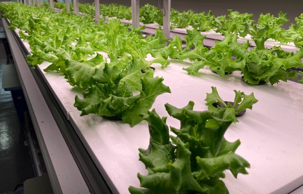 植物工場事業